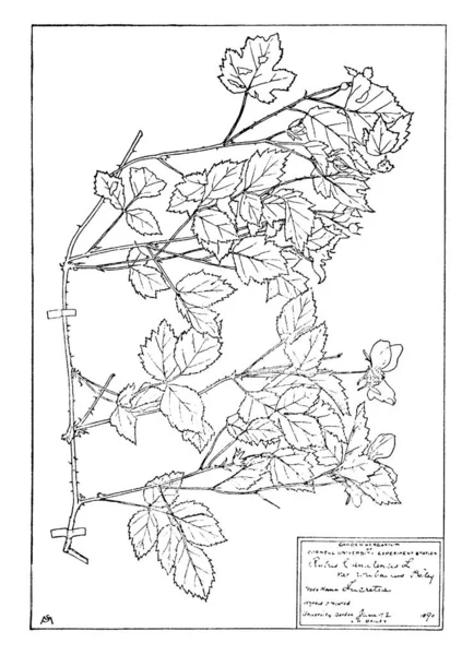 Das Bild Zeigt Das Herbariumblatt Auf Steifem Papier Das Mit — Stockvektor