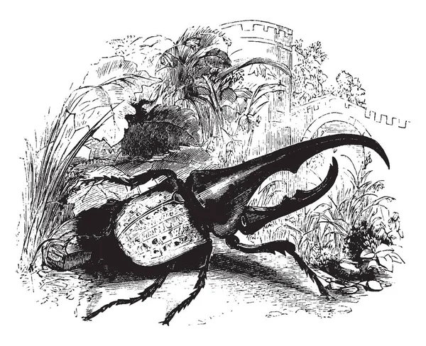 Hercules Beetle Est Originaire Brésil Dessin Ligne Vintage Illustration Gravure — Image vectorielle