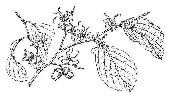 На рисунке изображена ветвь Ведьмы Хейзел, также известная как Hamamelis Virginiana, которая является уроженцем восточной части США, рисунок винтажной линии или гравировка иллюстрации
.