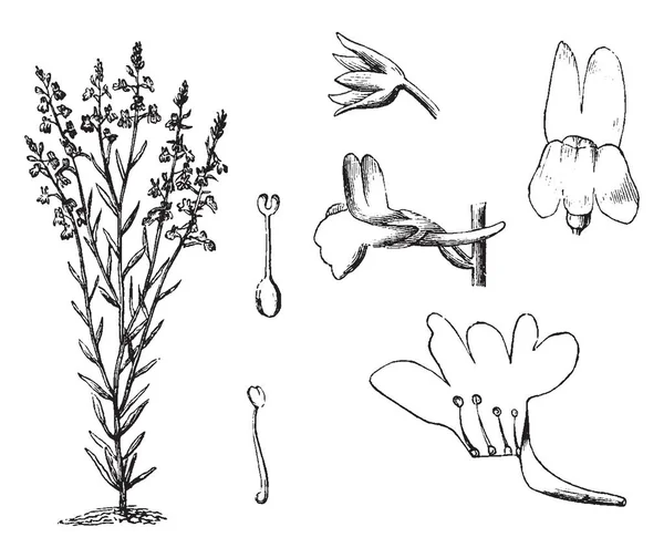 Dit Een Tak Van Linaria Bipartita Het Een Soort Van — Stockvector