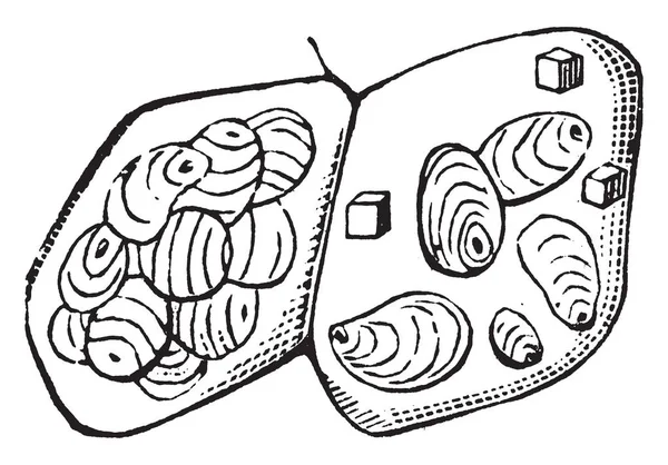 Imagen Dos Células Patata Sobre Ella Algunos Granos Almidón Línea — Archivo Imágenes Vectoriales