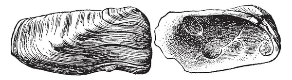 Pelecypod 是一类海洋和淡水软体动物 有侧向压缩体 由外壳 复古线条绘制或雕刻插图包裹 — 图库矢量图片