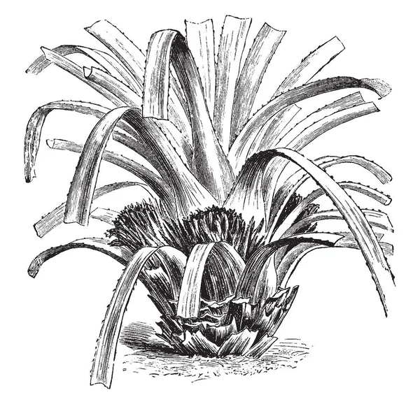 Greigia Sphacelata çok yıllık bir bitkidir, pembe çiçekler yoğun başkanları yaprakları tabanında doğarlar ve tatlı, yenilebilir posalı meyveler, vintage çizgi çizme veya oyma illüstrasyon tarafından takip edilmektedir.