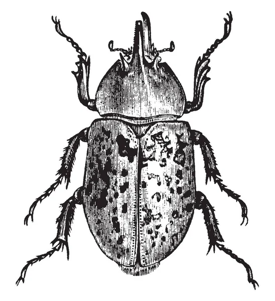 Maggiolino Del Rhinoceos Con Piccolo Corno Sulla Testa Disegno Linee — Vettoriale Stock