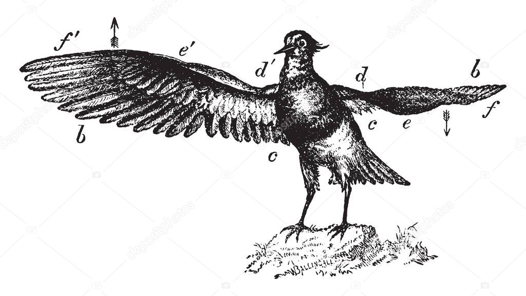 Northern Lapwing length is 10 to 16 inches, vintage line drawing or engraving illustration.
