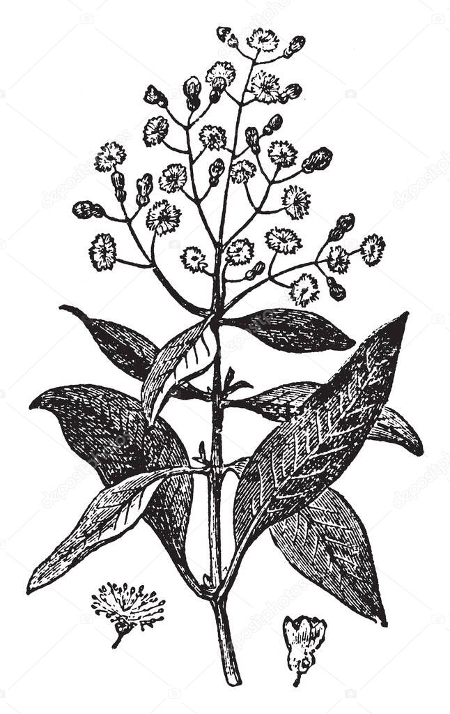 In this image a tree with white blossoms that are very aromatic. As an herb, it is used for culinary, vintage line drawing or engraving illustration.