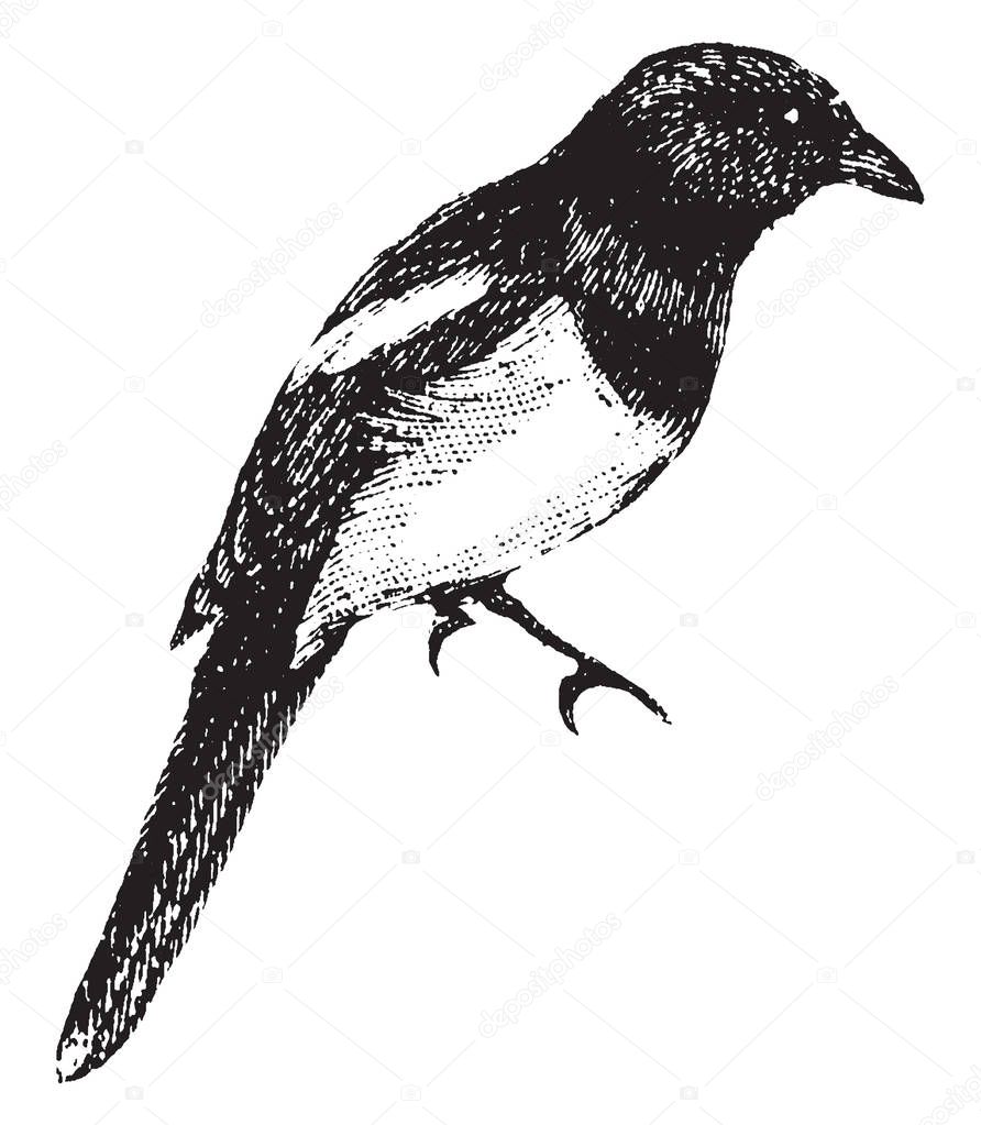 Magpie having a much longer and graduated tail, vintage line drawing or engraving illustration.