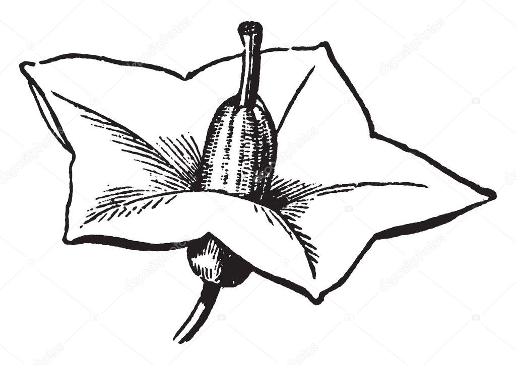 An image is of Potato flower. The flowers color is bear white, pink, red, blue, or purple with yellow stamens, vintage line drawing or engraving illustration.