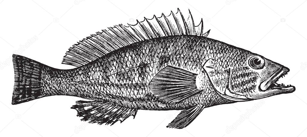 Comber is a small fish of the Serranidae family, vintage line drawing or engraving illustration.