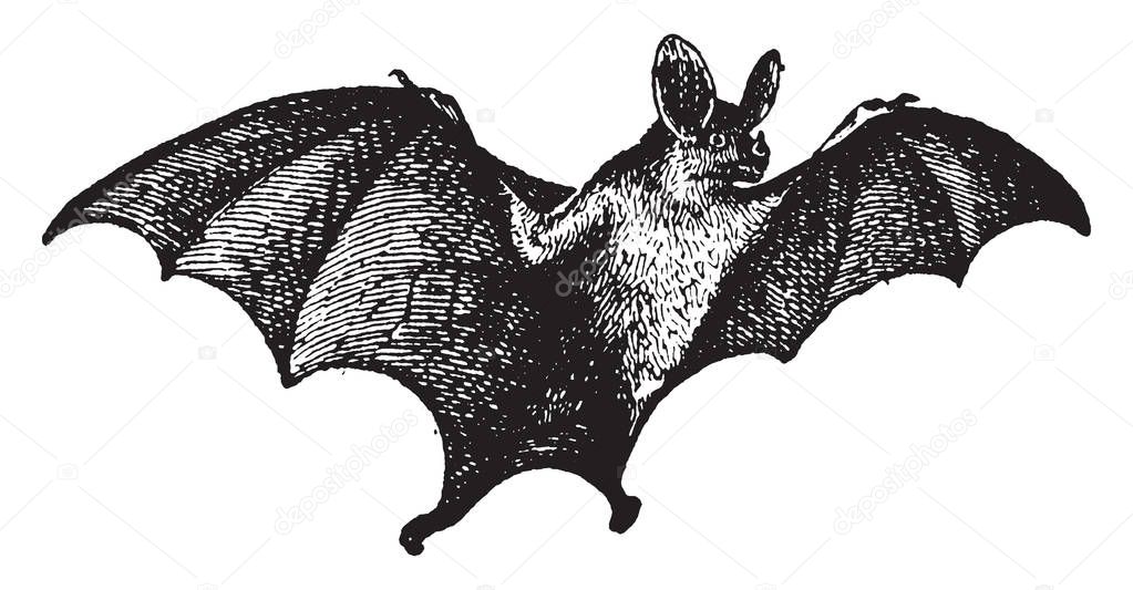Vampire bats have very sharp front teeth that allow them to puncture their prey for the entry. They also have back teeth that are shorter and duller than most bat species. Wings are very long, vintage line drawing or engraving illustration.