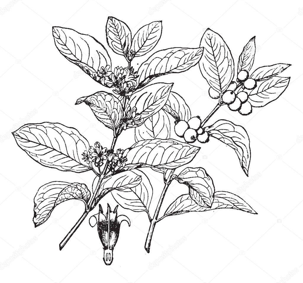 Symphoricarpos occidentalis belongs to the honeysuckle family it is a creeping shrub, with pink rounded bell shaped flowers and spherical shaped white or pink tinted fruits, vintage line drawing or engraving illustration.