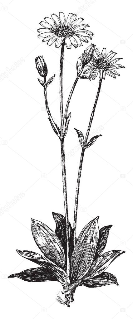 A picture shows Arnica Montana flowering Plant. It belongs to Sunflower Family; the receptacle is naked, pappus hairy. The root leaves, & flowers of the Mountain Tobacco are much valued in medicine, vintage line drawing or engraving illustration.