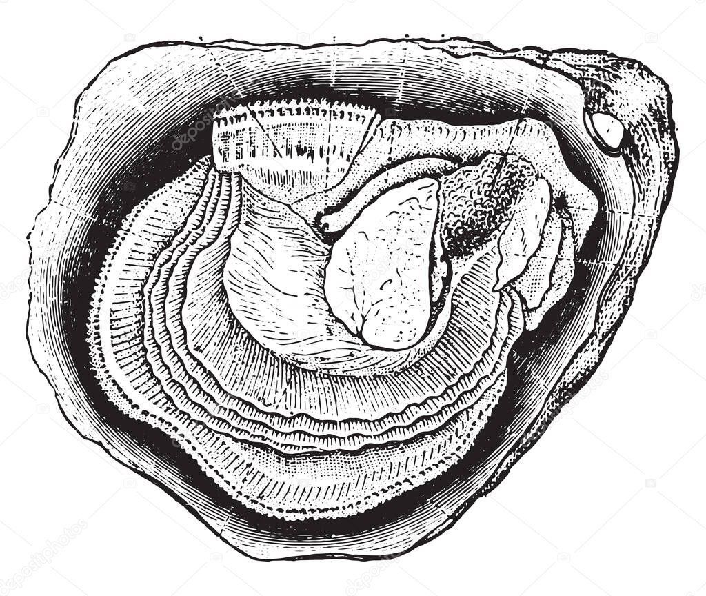 Anatomy of the oyster, vintage engraved illustration. Natural History of Animals, 1880