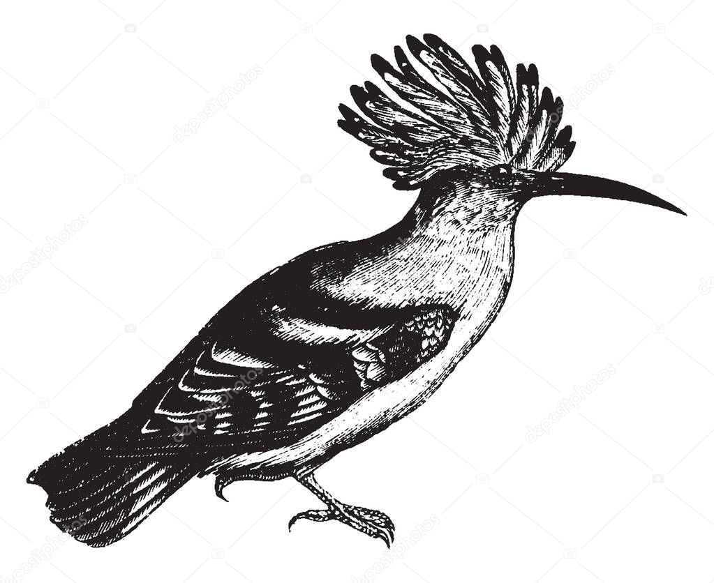 Hoopoe is a colourful bird found across Afro Eurasia notable for its distinctive crown of feathers, vintage line drawing or engraving illustration.