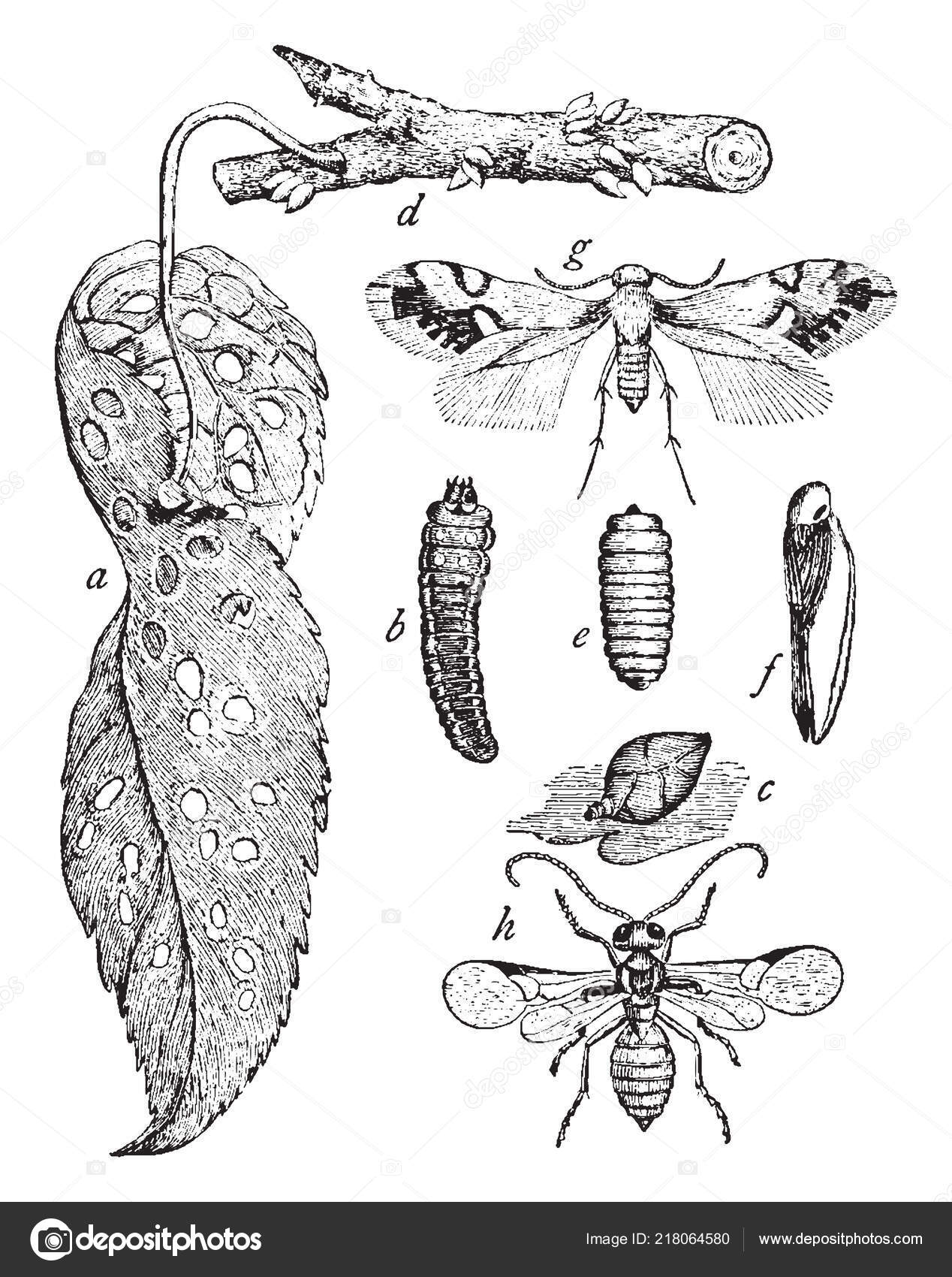 Resplendent Shield Bearer Moth Family Heliozelidae Vintage Line Drawing  Engraving Stock Vector by ©Morphart 218064580