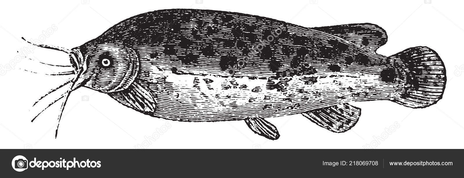 Electric Catfish Vintage Engraved Illustration Natural History Animals