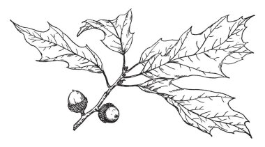 Quercus Heterophylla şube resmi. Quercus Heterophylla spirally ayarladım yaprakları, birçok tür Lobate kenar boşlukları ile; Bazı yaprakları veya tüm yaprak yumuşak kenar boşlukları, vintage çizgi çizme veya oyma illüstrasyon tırtıklı.