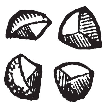 Bu resmi Selaginella Macrospores, ayrılmış Vaskular bitkiler Lycopodiaceae seçkin temsil eden, vintage hat çizim veya gravür illüstrasyon.