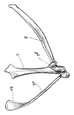 Bu resimde sağ göğüs Arch kuş, vintage çizgi çizme veya oyma illüstrasyon temsil eder..