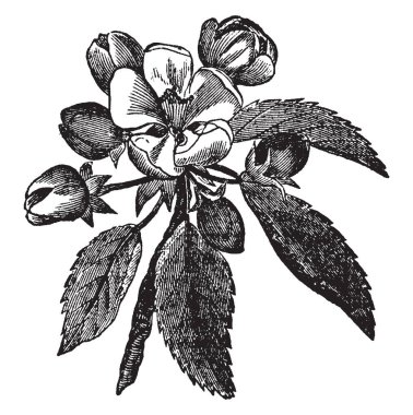 İyi bilinen elma ağacı, vintage çizgi çizme veya oyma illüstrasyon çiçeği.