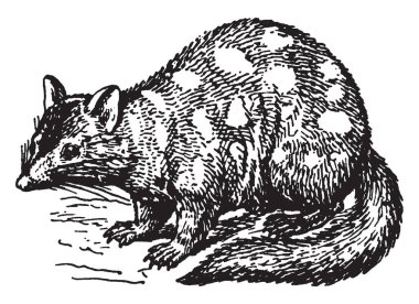 Etçil dasyurid keseli hayvanı Avustralya, vintage çizgi çizme veya oyma illüstrasyon için yerel bir orta boy Dasyurus viverrinus olduğunu.