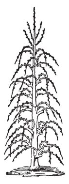 Ağaç dalları bağlanmıştır ve aşağı eğmek. Bu işleme tr Quenouille adı verilir. Ağaçlar tüm sezon boyunca bu pozisyonda kalmak ve gelecek sezon, vintage çizgi çizme veya oyma resimde çok yüksek ateş.