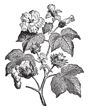 Bu pamuk bitkisinin bir görüntüdür. Pamuk bitki, vintage çizgi çizme veya oyma illüstrasyon çiçeklenir oluşturulur.