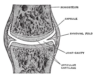 Bu örnekte A basit tam ortak, vintage çizgi çizme veya oyma illüstrasyon temsil eder.