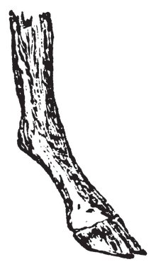 S arazi transit, vintage çizgi çizme veya oyma illüstrasyon için yararlı olan sıkıştırılmış ayak.