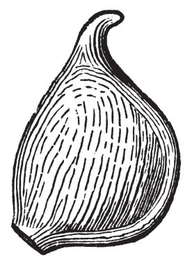 Bu resmi bir anemone akene gösteriyor. Bir yuvarlak şeklinde olduğunu. Bir küçük parçası, vintage çizgi çizme veya oyma illüstrasyon.