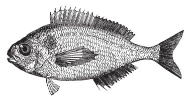 On iki ile on beş santim uzunluğunda, vintage çizgi çizme veya oyma resimde siyah çipura olduğunu.