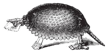 Glyptodon büyük, vintage çizgi çizme veya oyma illüstrasyon cinsi bir yapıldı..
