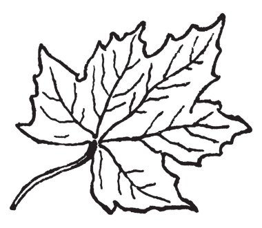 Bu bir akça ağaç yaprak var. Parlak kırmızı ya da altın sonbahar, vintage çizgi çizme veya oyma illüstrasyon açmak beş köşeli yaprakları ile bir ağaç.