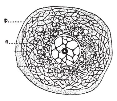 Hücre nerede yaşamın tüm faaliyetleri yer alır ve doğa, vintage çizgi çizme veya oyma illüstrasyon hücreler iki temel türü vardır bir kompartıman var.