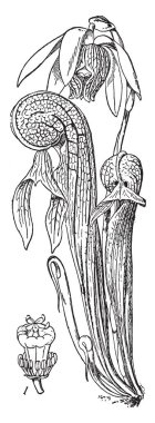 Stigma ve Darlingtonia Californica bitki, vintage çizgi çizme veya oyma illüstrasyon pistal parçası gösteren bir resim.