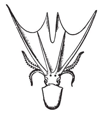 Battaniye ahtapot pelajik cephalopods, vintage çizgi çizme veya oyma illüstrasyon bir cinsidir.