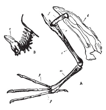 İşlev dalgıç kemikler, vintage çizgi çizme veya oyma illüstrasyon iş.