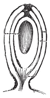 Ovule iki kapak iç ve dış ceket, vintage çizgi çizme veya oyma illüstrasyon denir.