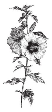 Görüntü Hibiscus Syriacus bitki çiçekli kısmını gösterir. Yaprak ve çiçek küçük içinde büyüklük. Alternatif ve üçle yapraklar. Onlar üç ayrı loblar, vintage çizgi çizme veya oyma resimde var.