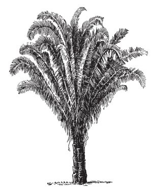 Bu Cohune palm resmi vardır. Bu bilimsel olarak Attalea Cohune bilinmektedir. Elli-altmış feet uzunluğunda, vintage çizgi çizme veya oyma illüstrasyon ağaç yetişir.