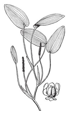 Bu suda yaşayan bitki yüzen içinde bulunan veya tamamen göletler ve hendek, vintage çizgi çizme veya oyma illüstrasyon dalmış.