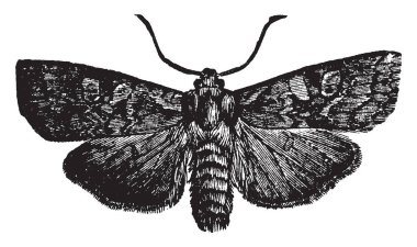 Bir antennata tür, vintage çizgi çizme veya oyma illüstrasyon Xylina.