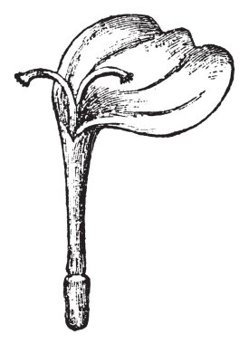 Bir resim Senecio bitkiler çiçek Gynaeceum gösteriyor. Normalde röntgenini, tamamen sarı çiçek başları ve kafaları dallı kümelerde karşılanır. Yapraklar pinnately loblu, vintage çizgi çizme veya oyma illüstrasyon.