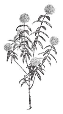 Bu resmi Thymelaeaceae aile üyesi olan Pimelea ligustrina çalı ligustrina uzun boylu pirinç-Güney-Doğu Avustralya, vintage çizgi çizme veya oyma illüstrasyon bulundu çiçektir Pimelea diğer adını gösterir..
