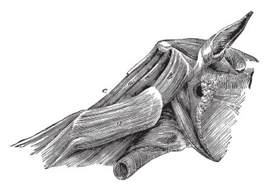 Boyun kasları oblik capitis posticus mevcut olduğu at, vintage çizgi çizme veya oyma illüstrasyon.