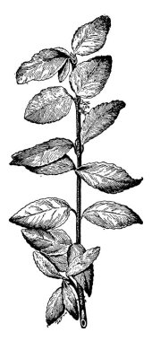 Bir resim Evonymus Radicans gösteriyor. Bu yaprakları yuvarlanır ve çizim veya illüstrasyon oyma temel, vintage satırına dar.