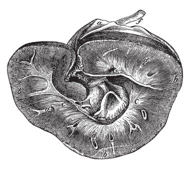 Bu resimde bir at, vintage çizgi çizme veya oyma illüstrasyon böbrek temsil eder..