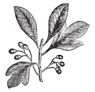 Sassafras bitki dalı. Bitki defnegiller ailesine ait olup anavatanı Kuzey Amerika ve Doğu Asya. Üç farklı yaprak desen sahip bitki: unlobed oval, bilobed ve trilobed, vintage çizgi çizme veya oyma illüstrasyon.