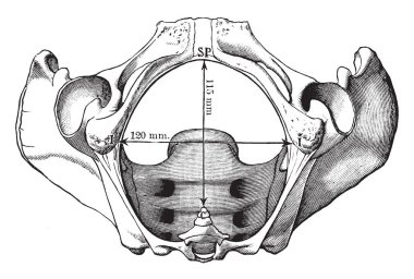 Bu resimde pelvik çıkış, vintage çizgi çizme veya oyma illüstrasyon temsil eder..