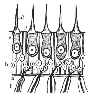 Bu resimde denge duygusu, vintage çizgi çizme veya oyma illüstrasyon temsil eder..